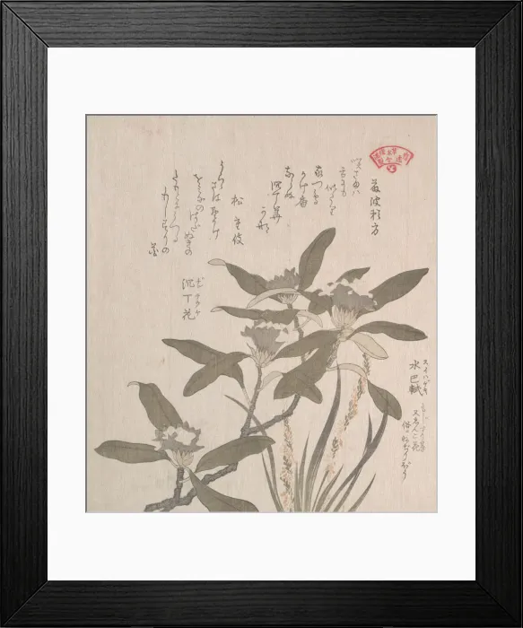Framed Print : Daphne odora and Mojisuri-so, 19th century. Creator: Kubo Shunman Framed Print : Daphne odora and Mojisuri-so, 19th century. Creator: Kubo Shunman