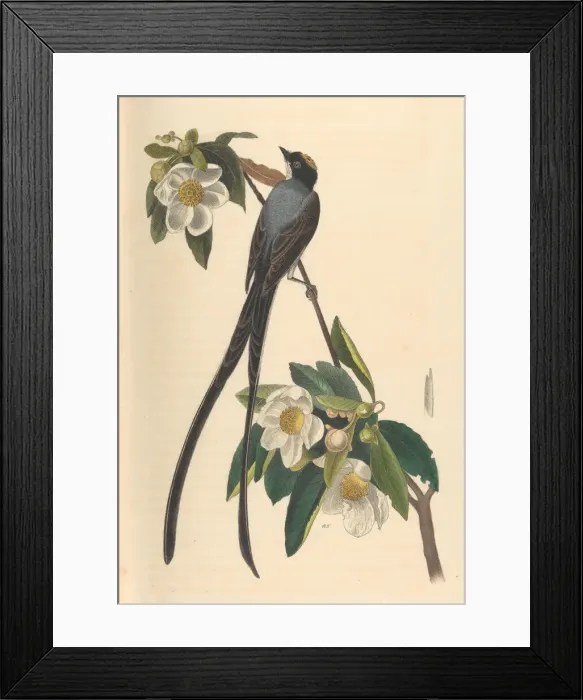 Framed Print : Fork-tailed Flycatcher, Gordonia lasianthus, 1840-44. Creator: John T. Bowen Framed Print : Fork-tailed Flycatcher, Gordonia lasianthus, 1840-44. Creator: John T. Bowen