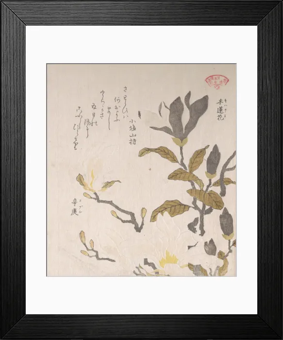 Framed Print : Magnolia Flowers, 19th century. Creator: Kubo Shunman Framed Print : Magnolia Flowers, 19th century. Creator: Kubo Shunman