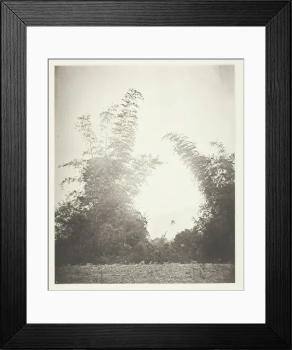 Framed Print : Bamboos at Baksa, Formosa, c. 1868. Creator: John Thomson Framed Print : Bamboos at Baksa, Formosa, c. 1868. Creator: John Thomson
