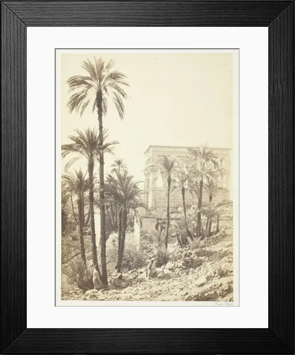 Framed Print : Group of Palms, 1858 / 62. Creator: Francis Frith Framed Print : Group of Palms, 1858 / 62. Creator: Francis Frith