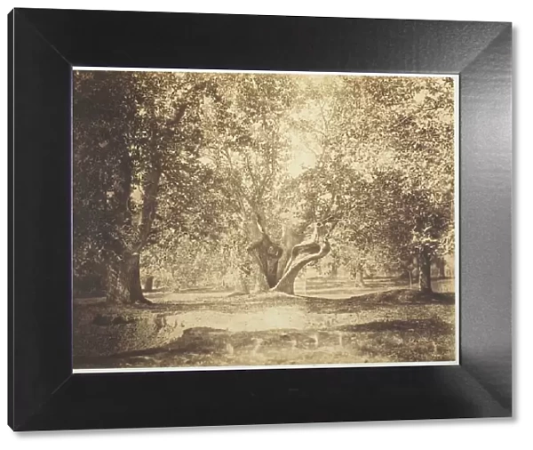 Tree, Forest of Fontainebleau, c. 1856. Creator: Gustave Le Gray