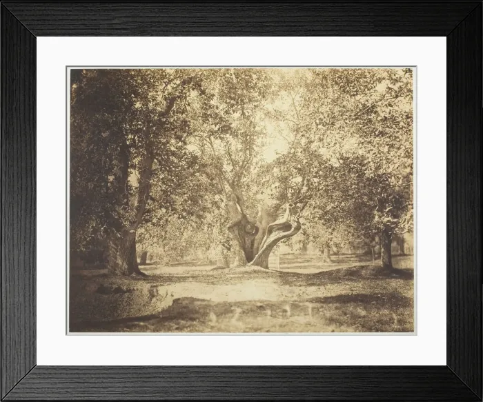Framed Print : Tree, Forest of Fontainebleau, c. 1856. Creator: Gustave Le Gray Framed Print : Tree, Forest of Fontainebleau, c. 1856. Creator: Gustave Le Gray