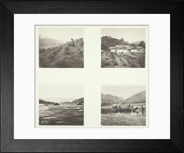 Framed Print : The Tea Plant; The Tea Plant; Yenping Rapids; A Small Rapid Boat, c. 1868 Framed Print : The Tea Plant; The Tea Plant; Yenping Rapids; A Small Rapid Boat, c. 1868