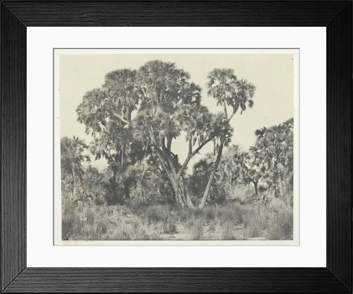 Framed Print : Palmiers Doums, Haute-Egypte, 1849 / 51, printed 1852. Creator: Maxime du Camp Framed Print : Palmiers Doums, Haute-Egypte, 1849 / 51, printed 1852. Creator: Maxime du Camp