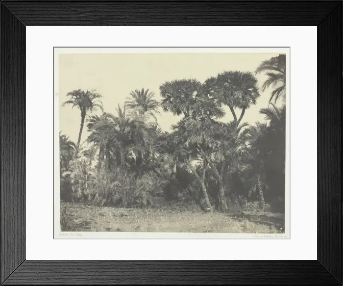 Framed Print : Bois de Dattiers et de Palmiers Doums, Haute-Egypte, 1849 / 51, printed 1852 Framed Print : Bois de Dattiers et de Palmiers Doums, Haute-Egypte, 1849 / 51, printed 1852
