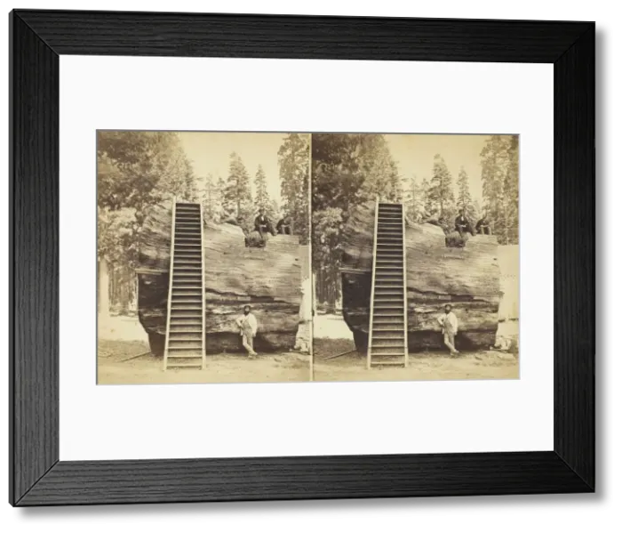 Framed Print : Section of the Original Big Tree, 92 ft. in circumference, 1870 / 71 Framed Print : Section of the Original Big Tree, 92 ft. in circumference, 1870 / 71