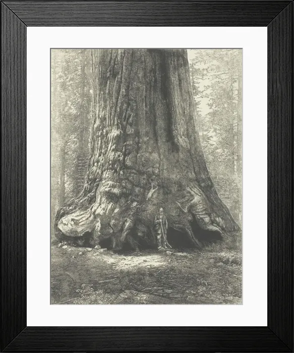 Framed Print : Copy of Carleton Watkins Galen Clark Before the Grizzly Giant, c. 1863 Framed Print : Copy of Carleton Watkins Galen Clark Before the Grizzly Giant, c. 1863