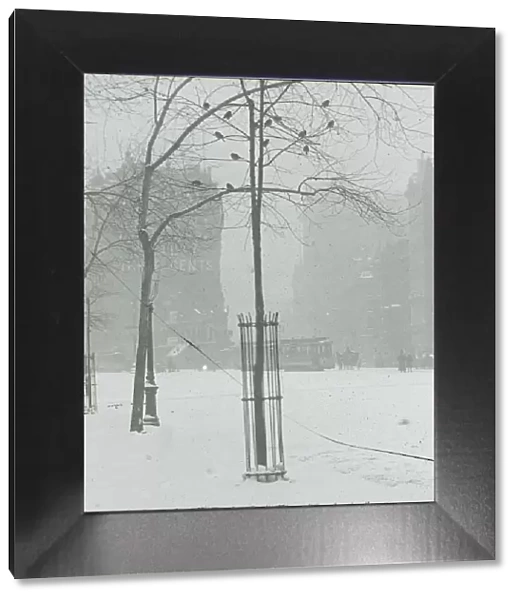 Tree in Snow, New York City, 1900  /  02. Creator: Alfred Stieglitz