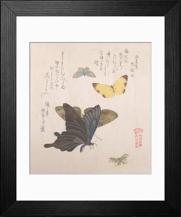 Framed Print : Various moths and butterflies, 19th century. Creator: Kubo Shunman Framed Print : Various moths and butterflies, 19th century. Creator: Kubo Shunman