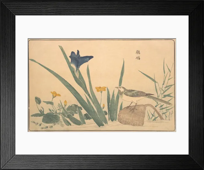 Framed Print : The Pied Wagtail, 1789. Creator: Kitao Masayoshi Framed Print : The Pied Wagtail, 1789. Creator: Kitao Masayoshi