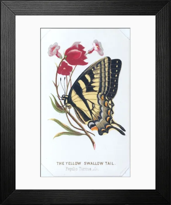 Framed Print : The Yellow Swallowtail, 1860. Creator: Louis Prang Framed Print : The Yellow Swallowtail, 1860. Creator: Louis Prang
