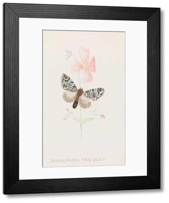 Framed Print : Grammophora Trisignata, 1862 Creator: Louis Prang Framed Print : Grammophora Trisignata, 1862 Creator: Louis Prang