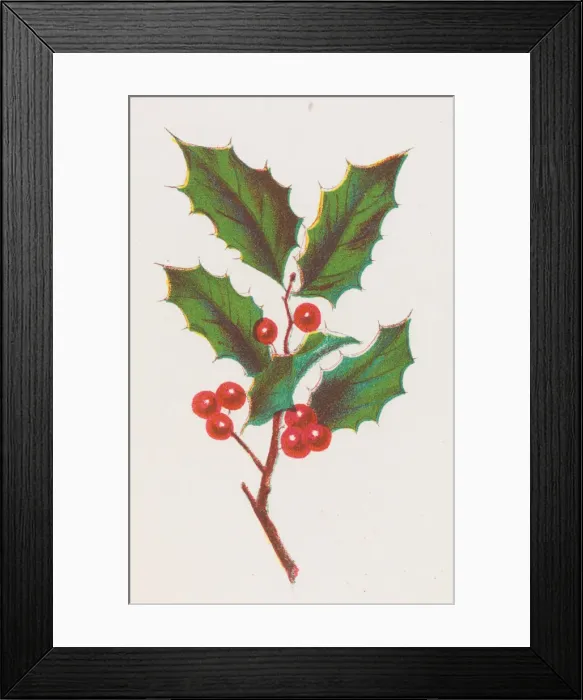Framed Print : Holly, 1862. Creator: Louis Prang Framed Print : Holly, 1862. Creator: Louis Prang