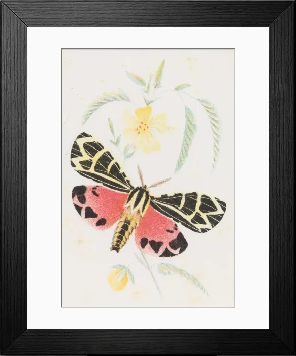 Framed Print : Arctia Virgo, 1862. Creator: Louis Prang Framed Print : Arctia Virgo, 1862. Creator: Louis Prang