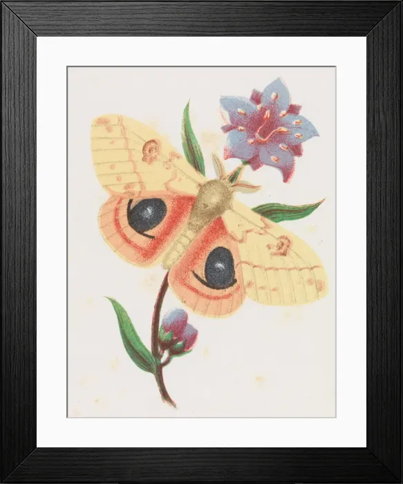Framed Print : Sulfur Peacock Moth, 1862. Creator: Louis Prang Framed Print : Sulfur Peacock Moth, 1862. Creator: Louis Prang