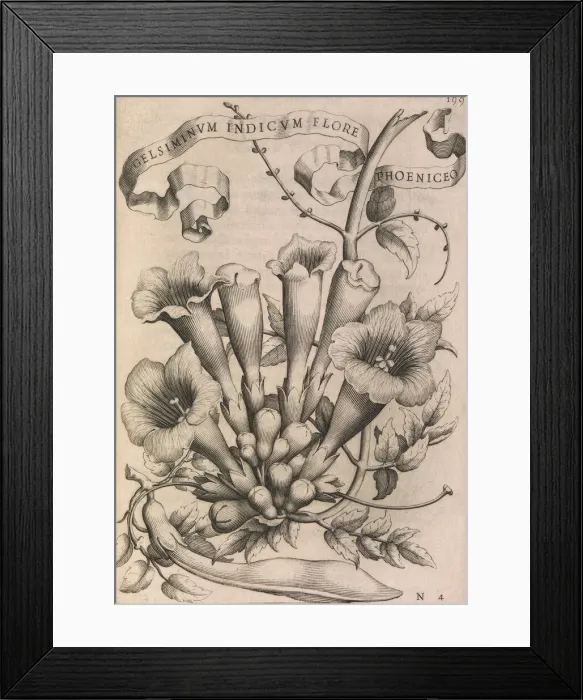 Framed Print : Gelsiminvm indicvm flore phoeniceo, 1633. Creator: Johann Friedrich Greuter Framed Print : Gelsiminvm indicvm flore phoeniceo, 1633. Creator: Johann Friedrich Greuter