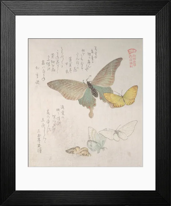 Framed Print : Various moths and butterflies, 19th century. Creator: Kubo Shunman Framed Print : Various moths and butterflies, 19th century. Creator: Kubo Shunman
