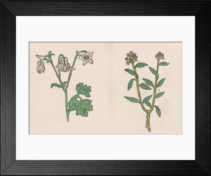 Framed Print : Herbarius - Gart der gesuntheit - Hortus sanitatis, 1485. Creator: Hans Schonsperger Framed Print : Herbarius - Gart der gesuntheit - Hortus sanitatis, 1485. Creator: Hans Schonsperger