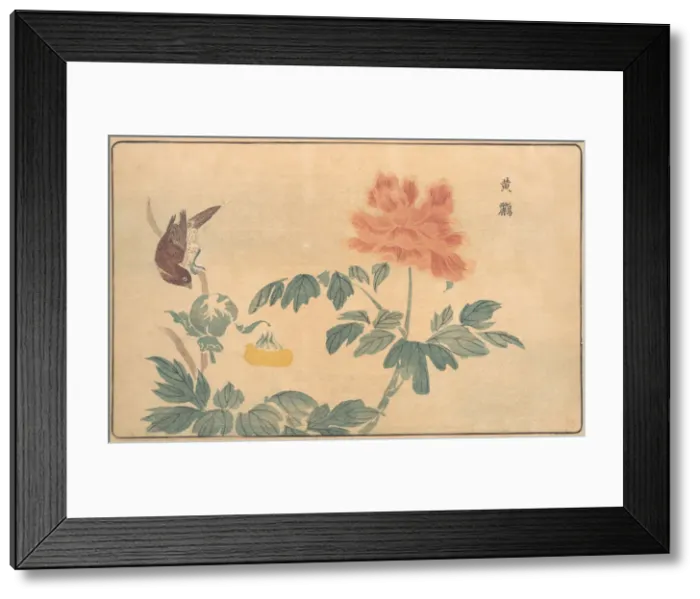 Framed Print : Chinese Oriole and Peonies, 1789. Creator: Kitao Masayoshi Framed Print : Chinese Oriole and Peonies, 1789. Creator: Kitao Masayoshi