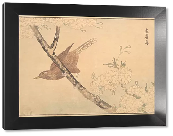 The Gray Thrush, 1789. Creator: Kitao Masayoshi