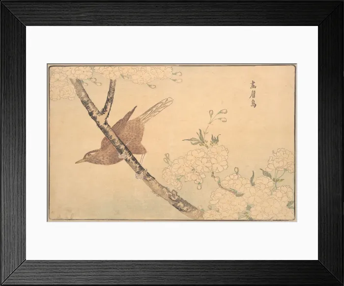 Framed Print : The Gray Thrush, 1789. Creator: Kitao Masayoshi Framed Print : The Gray Thrush, 1789. Creator: Kitao Masayoshi