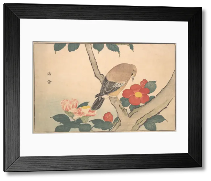 Framed Print : Camellias with a Bird, 1789. Creator: Kitao Masayoshi Framed Print : Camellias with a Bird, 1789. Creator: Kitao Masayoshi