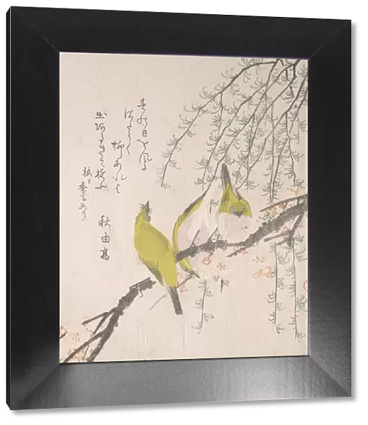 Japanese White-eyes with Plum Tree and Willow... ca. 1810. Creator: Kubo Shunman