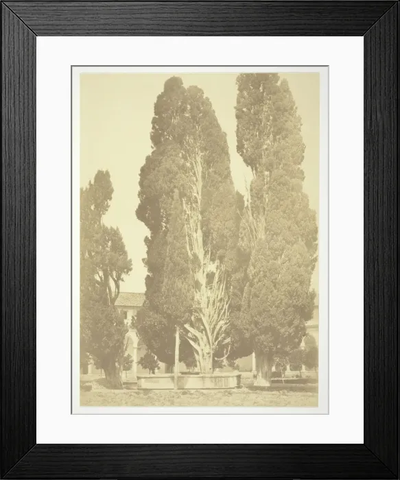 Framed Print : Untitled (Trees in Rome), c. 1857. Creator: Robert MacPherson Framed Print : Untitled (Trees in Rome), c. 1857. Creator: Robert MacPherson