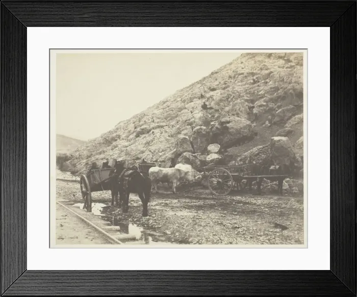 Framed Print : Cattle and Carts, leaving Balaklava, 1855. Creator: Roger Fenton Framed Print : Cattle and Carts, leaving Balaklava, 1855. Creator: Roger Fenton