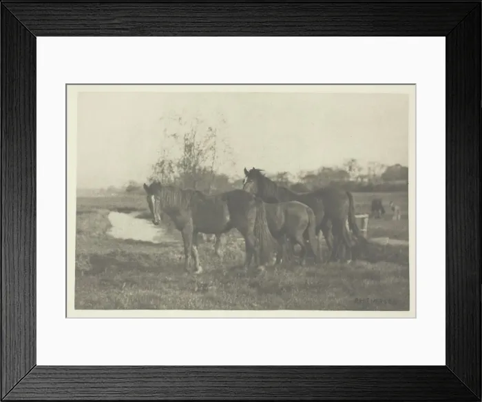 Framed Print : Colts on a Norfolk Marsh, 1883 / 87, printed 1888. Creator: Peter Henry Emerson Framed Print : Colts on a Norfolk Marsh, 1883 / 87, printed 1888. Creator: Peter Henry Emerson