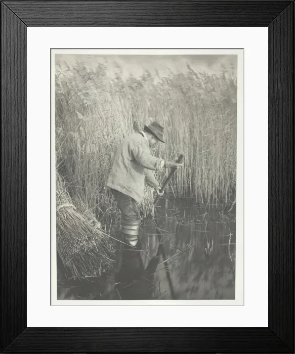 Framed Print : A Reed-Cutter at Work, 1886. Creator: Peter Henry Emerson Framed Print : A Reed-Cutter at Work, 1886. Creator: Peter Henry Emerson