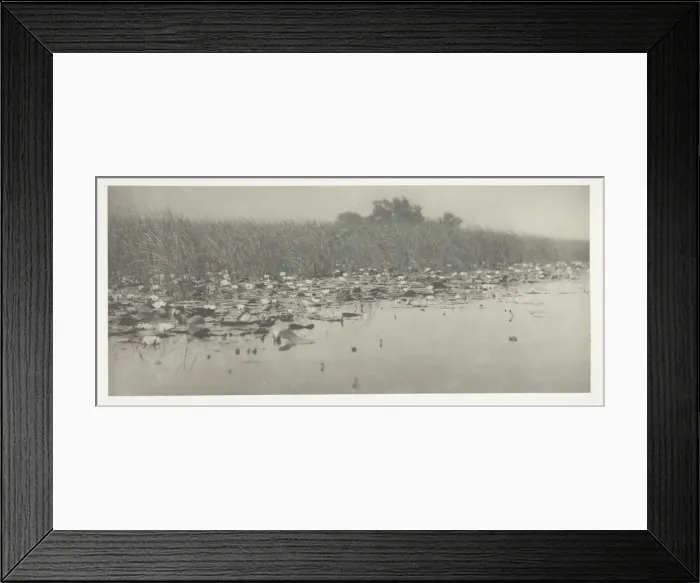 Framed Print : Water-Lilies, 1886. Creator: Peter Henry Emerson Framed Print : Water-Lilies, 1886. Creator: Peter Henry Emerson
