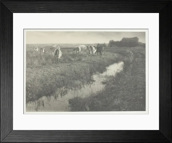 Framed Print : Cattle on the Marshes, 1886. Creator: Peter Henry Emerson Framed Print : Cattle on the Marshes, 1886. Creator: Peter Henry Emerson
