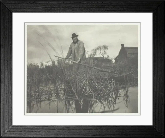 Framed Print : Cutting the Gladdon, 1886. Creator: Peter Henry Emerson Framed Print : Cutting the Gladdon, 1886. Creator: Peter Henry Emerson