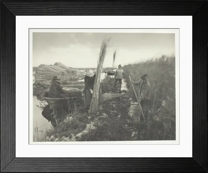 Framed Print : During the Reed Harvest, 1886. Creator: Peter Henry Emerson Framed Print : During the Reed Harvest, 1886. Creator: Peter Henry Emerson
