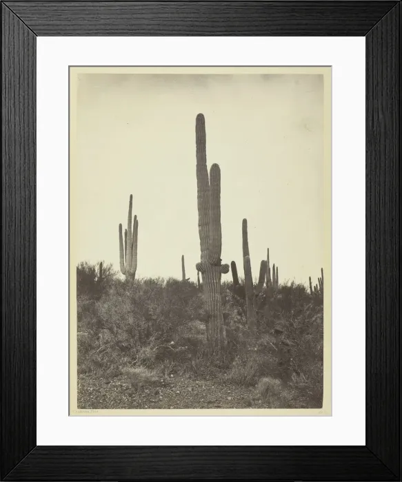 Framed Print : Cereus giganteus, Arizona, 1871. Creator: Tim O Sullivan Framed Print : Cereus giganteus, Arizona, 1871. Creator: Tim O Sullivan