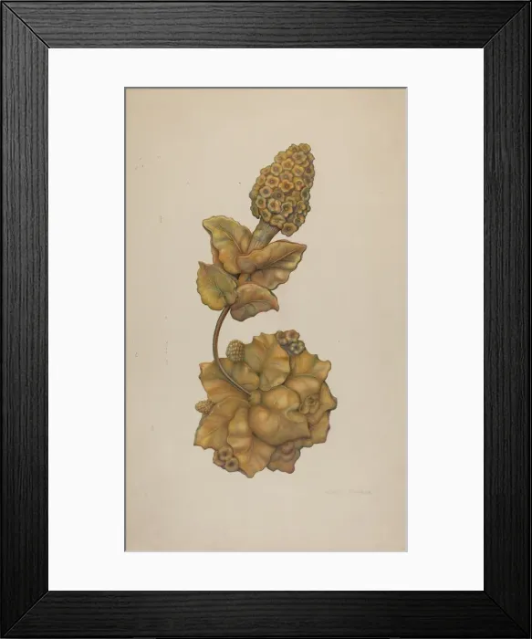 Framed Print : Tie-back, c. 1941. Creator: Harry Jennings Framed Print : Tie-back, c. 1941. Creator: Harry Jennings