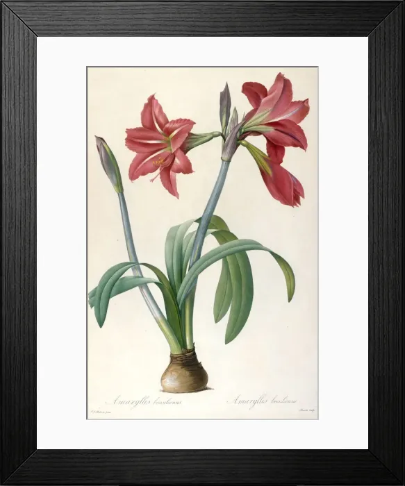 Framed Print : Amaryllis brasiliensis (Brazilian Amaryllis). Creator: Redouté Framed Print : Amaryllis brasiliensis (Brazilian Amaryllis). Creator: Redouté