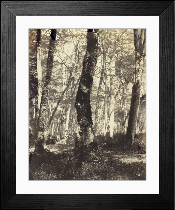 Framed Print : Study in the Barbizon Forest, 1860 / 69. Creator: Constant Alexandre Famin Framed Print : Study in the Barbizon Forest, 1860 / 69. Creator: Constant Alexandre Famin