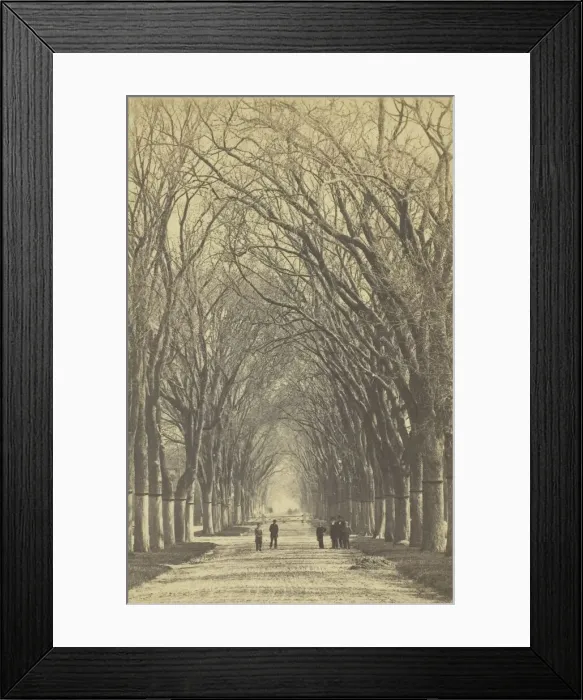 Framed Print : Untitled (avenue of trees), 1840-1900. Creator: Unknown Framed Print : Untitled (avenue of trees), 1840-1900. Creator: Unknown