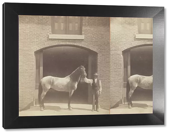 Untitled, [horse and groom], 1875  /  99. Creator: Unknown