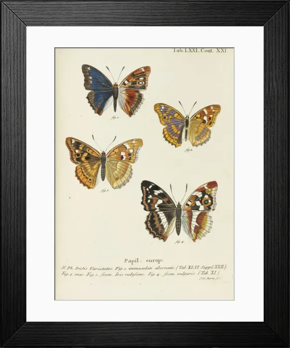 Framed Print : Die Schmetterlinge (The butterflies), 1777-1794. Creator: Esper Framed Print : Die Schmetterlinge (The butterflies), 1777-1794. Creator: Esper