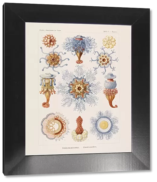 Kunstformen der Natur (Art Forms in Nature), 1899-1903. Creator: Haeckel