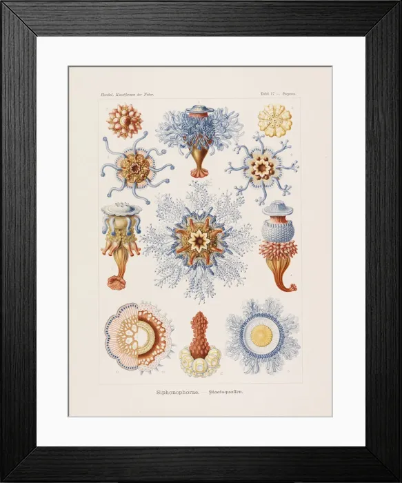 Framed Print : Kunstformen der Natur (Art Forms in Nature), 1899-1903. Creator: Haeckel Framed Print : Kunstformen der Natur (Art Forms in Nature), 1899-1903. Creator: Haeckel
