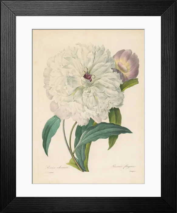 Framed Print : Paeonia flagrans (Peony), 1827. Creator: Redoute, Pierre-Joseph (1759-1840) Framed Print : Paeonia flagrans (Peony), 1827. Creator: Redoute, Pierre-Joseph (1759-1840)