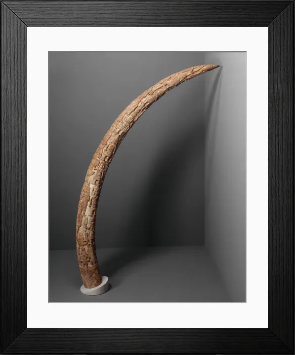 Framed Print : Tusk, Nigeria, 1850-1888. Creator: Unknown Framed Print : Tusk, Nigeria, 1850-1888. Creator: Unknown