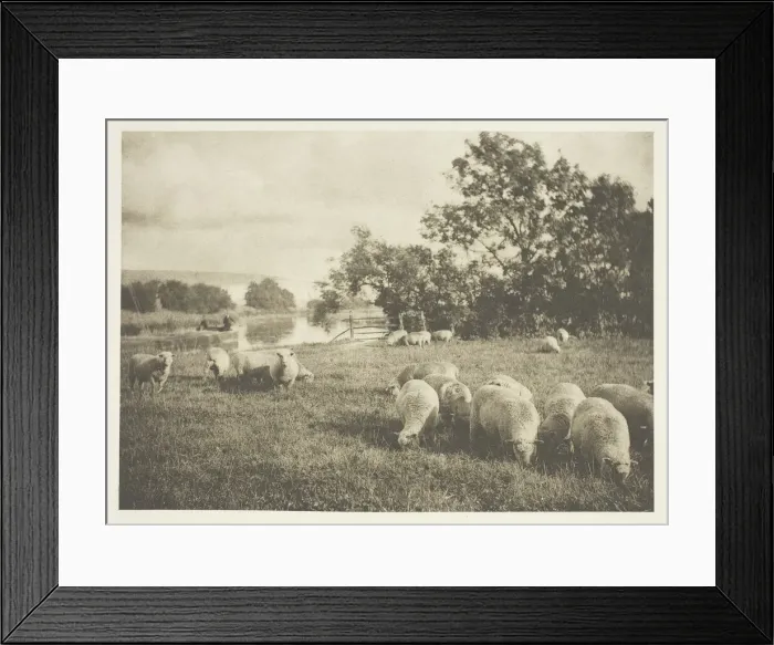 Framed Print : A Study of Sheep, c. 1880 / 90, printed April 1890. Creator: J. B. B. Wellington Framed Print : A Study of Sheep, c. 1880 / 90, printed April 1890. Creator: J. B. B. Wellington