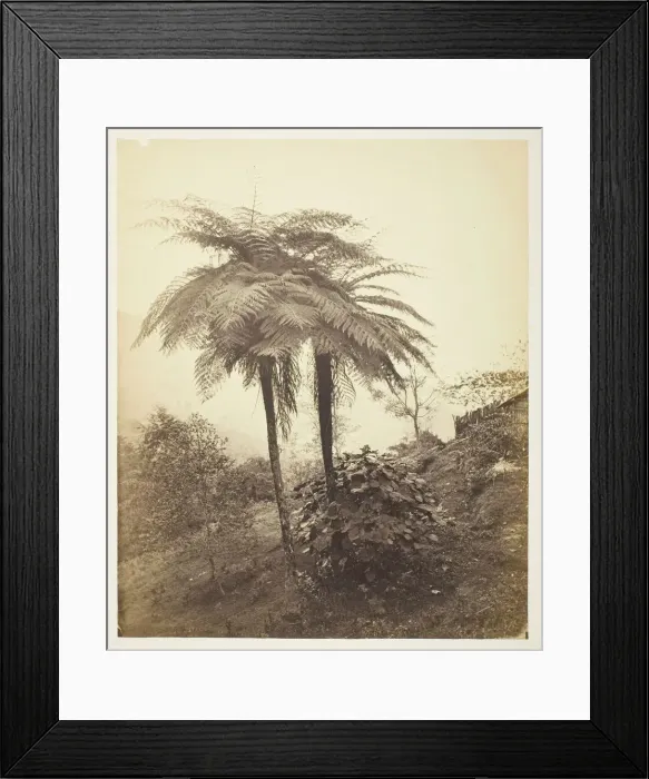 Framed Print : The Tree Fern, Prize Photo, 1863. Creator: Samuel Bourne Framed Print : The Tree Fern, Prize Photo, 1863. Creator: Samuel Bourne