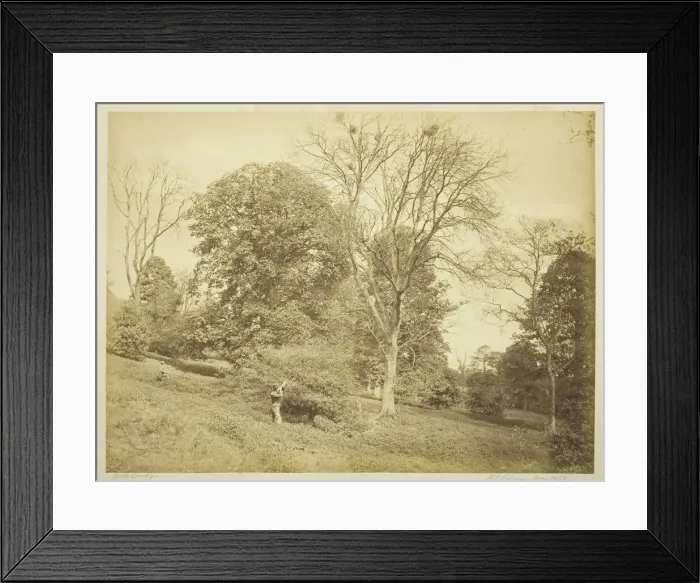 Framed Print : Rook Shooting, May 21, 1881. Creator: Henry Peach Robinson Framed Print : Rook Shooting, May 21, 1881. Creator: Henry Peach Robinson